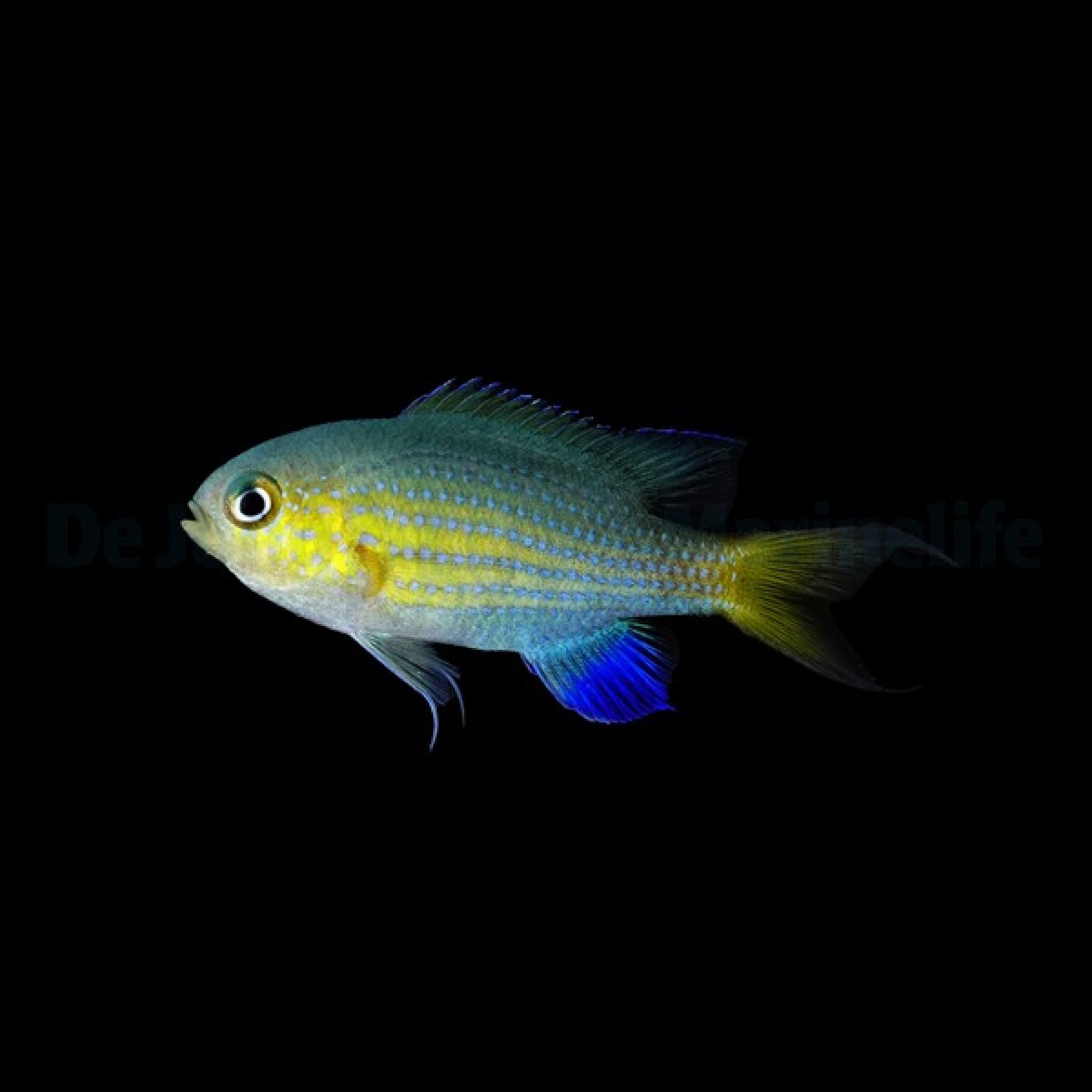 Chromis vanderbilti Blaugelbes Schwalbenschwänzchen, Vanderbilts Schwalbenschwänzchen